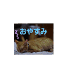 可愛い猫ちゃん達のスタンプ（個別スタンプ：3）