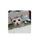 可愛い猫ちゃん達のスタンプ（個別スタンプ：4）