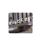 可愛い猫ちゃん達のスタンプ（個別スタンプ：6）