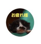 可愛い猫ちゃん達のスタンプ（個別スタンプ：7）