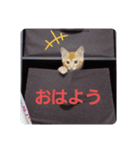 可愛い猫ちゃん達のスタンプ（個別スタンプ：8）