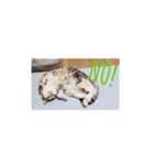 可愛い猫ちゃん達のスタンプ（個別スタンプ：9）