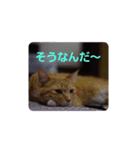 可愛い猫ちゃん達のスタンプ（個別スタンプ：11）