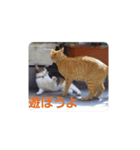 可愛い猫ちゃん達のスタンプ（個別スタンプ：12）