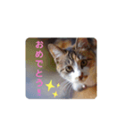 可愛い猫ちゃん達のスタンプ（個別スタンプ：14）