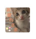 かわいいぽんず2（個別スタンプ：4）