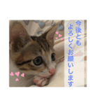 かわいいぽんず2（個別スタンプ：5）