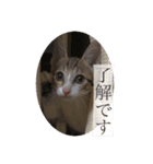 かわいいぽんず2（個別スタンプ：6）