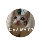 かわいいぽんず2（個別スタンプ：7）