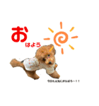 ゆずララの日常♡時々ハッチ②（個別スタンプ：1）