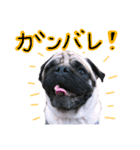 パグのまめぞうくん2（個別スタンプ：16）