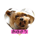 モコてぃんとカイ君（個別スタンプ：1）