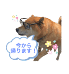 おら銀ちゃん（個別スタンプ：5）