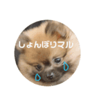 茶々マル（個別スタンプ：1）
