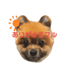 茶々マル（個別スタンプ：3）