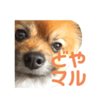 茶々マル（個別スタンプ：4）