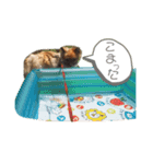 茶々マル（個別スタンプ：5）