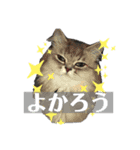 #きょうのこなつ（個別スタンプ：16）