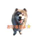 ポメそらの日常 3（個別スタンプ：1）