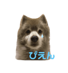 ポメそらの日常 3（個別スタンプ：2）