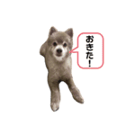 ポメそらの日常 3（個別スタンプ：6）