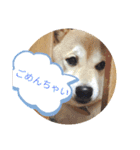 花ちゃんは柴犬（個別スタンプ：1）