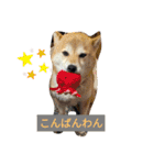 花ちゃんは柴犬（個別スタンプ：2）
