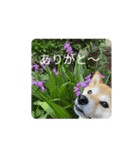 花ちゃんは柴犬（個別スタンプ：3）