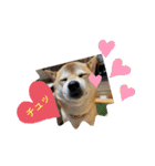 花ちゃんは柴犬（個別スタンプ：4）