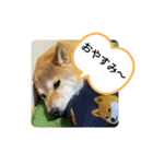 花ちゃんは柴犬（個別スタンプ：5）