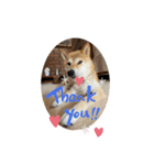 花ちゃんは柴犬（個別スタンプ：6）