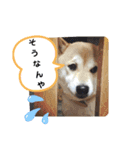 花ちゃんは柴犬（個別スタンプ：7）