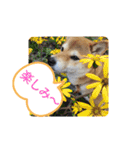 花ちゃんは柴犬（個別スタンプ：8）