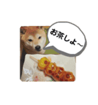 花ちゃんは柴犬（個別スタンプ：9）