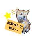 花ちゃんは柴犬（個別スタンプ：10）