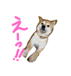 花ちゃんは柴犬（個別スタンプ：11）