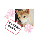 花ちゃんは柴犬（個別スタンプ：13）
