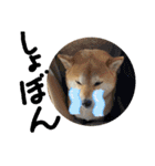 花ちゃんは柴犬（個別スタンプ：15）