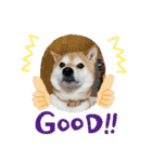花ちゃんは柴犬（個別スタンプ：16）