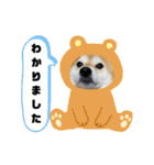 花ちゃんは柴犬（個別スタンプ：17）