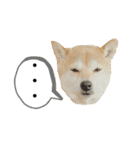 花ちゃんは柴犬（個別スタンプ：18）