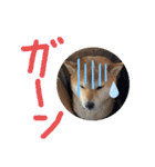 花ちゃんは柴犬（個別スタンプ：20）
