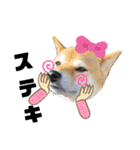 花ちゃんは柴犬（個別スタンプ：21）