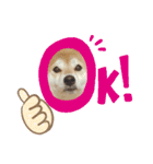 花ちゃんは柴犬（個別スタンプ：23）