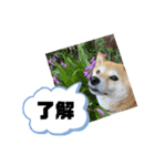 花ちゃんは柴犬（個別スタンプ：24）