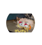 平和なりんりん（個別スタンプ：3）