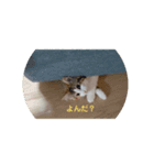 平和なりんりん（個別スタンプ：4）