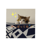 平和なりんりん（個別スタンプ：8）