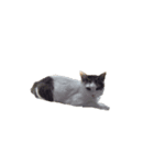 我が家のCoCoです（個別スタンプ：1）