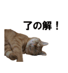 茶トラだらけ（個別スタンプ：1）